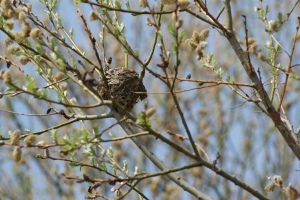 Song birds' nest